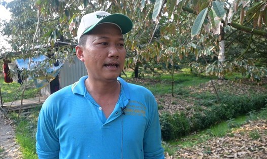 Anh Phạm Ngọc Điền cho hay, dịch bệnh cháy lá trên cây sầu riêng xảy ra khiến năm nay năng suất thu hoạch giảm. Ảnh: Thành Nhân