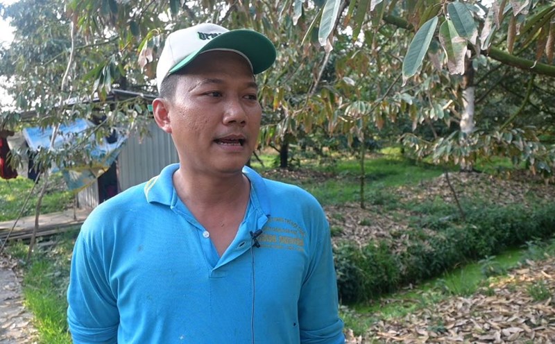 Mr. Pham Ngoc Dien said that the leaf blight disease on durian trees has caused this year's harvest yield to decrease. Photo: Thanh Nhan