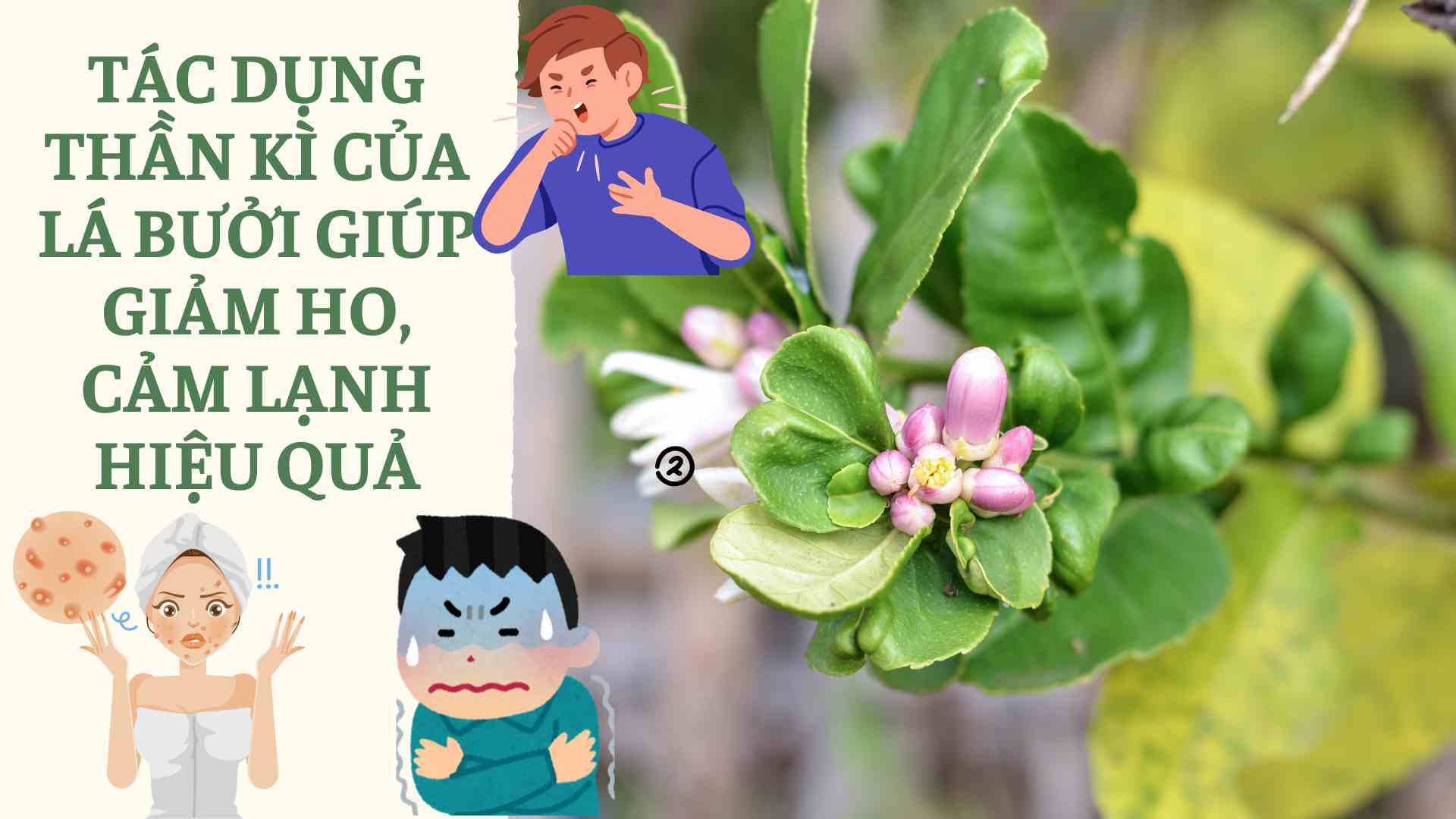 The magical effects of grapefruit leaves help reduce coughs and colds effectively