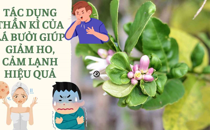 The magical effects of grapefruit leaves help reduce coughs and colds effectively