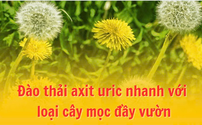 Eliminate uric acid quickly with plants that grow in the garden