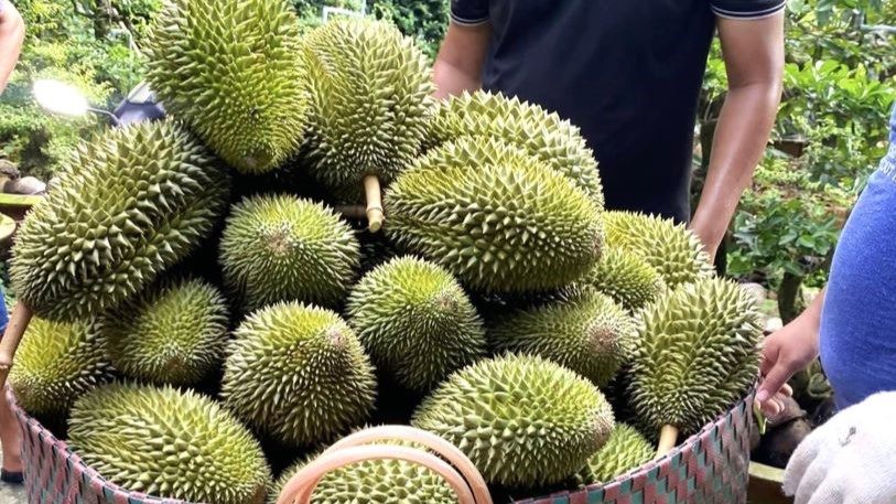 Sầu riêng Việt Nam được "giải oan" sau thời gian bị vạ lây. Ảnh: Vân Hi