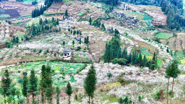 Small houses nestle behind hills, next to beautiful white plum gardens. Photo: Dinh Dai