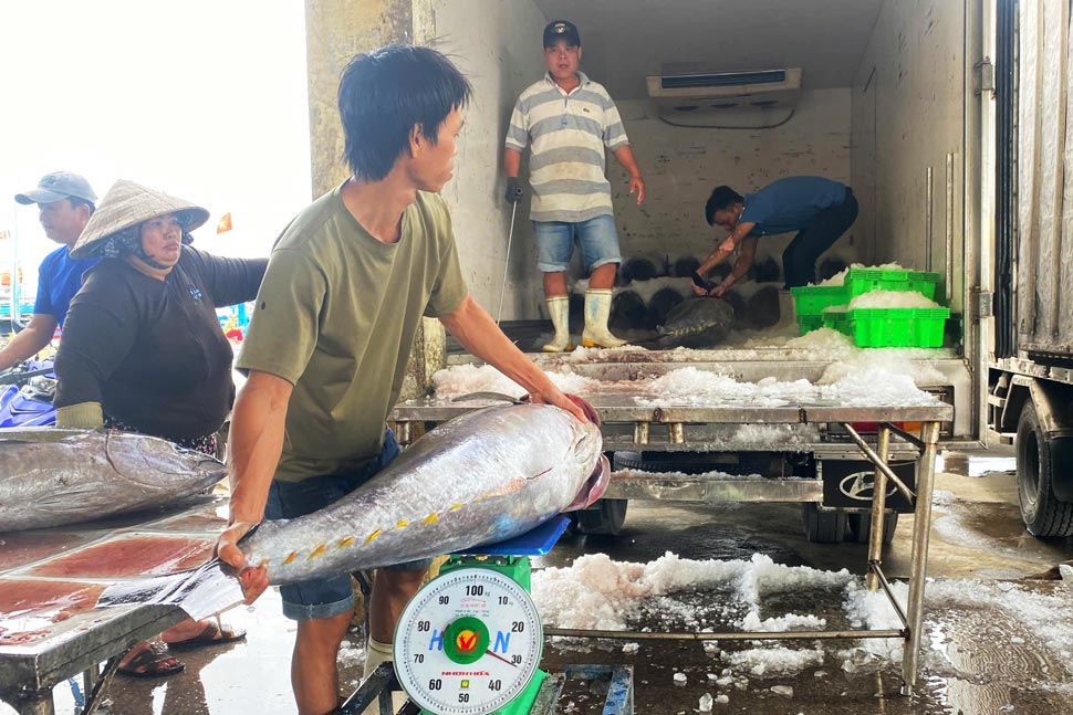 Ca ngu dai duong duoc dong lanh de giu duoc do tuoi khi van chuyen den co so che bien. Anh: Tuong An