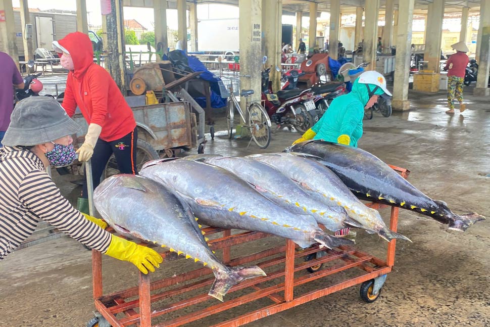 Thuong lai den Cang ca Dong Tac thu mua ca ngu dai duong. Anh: Tuong An