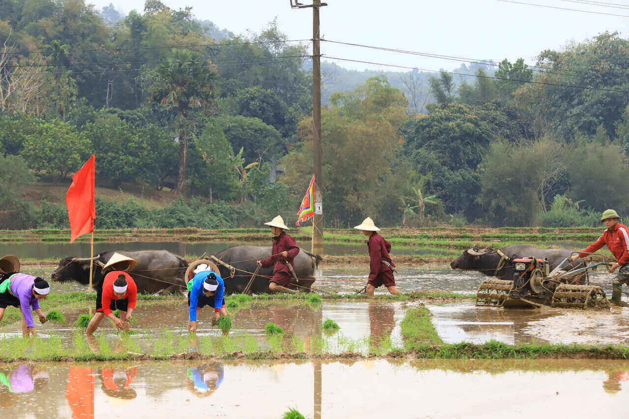 Trong khong khi ron rang cua le hoi, nhung duong cay va nhanh ma dau tien cua nam moi duoc gieo xuong dong, mang theo biet bao hy vong cua nguoi nong dan. Anh: Minh Nguyen