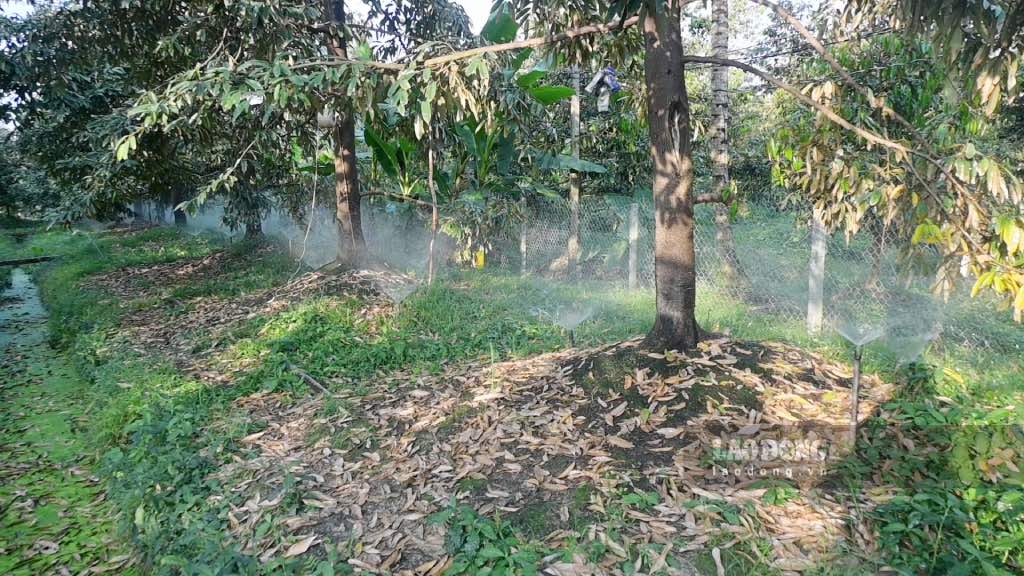 Farmers cover the ground with leaves and grass to limit water evaporation and prevent the soil from drying out and cracking to cope with the 2024-2025 drought and salinity. Photo: Thanh Nhan