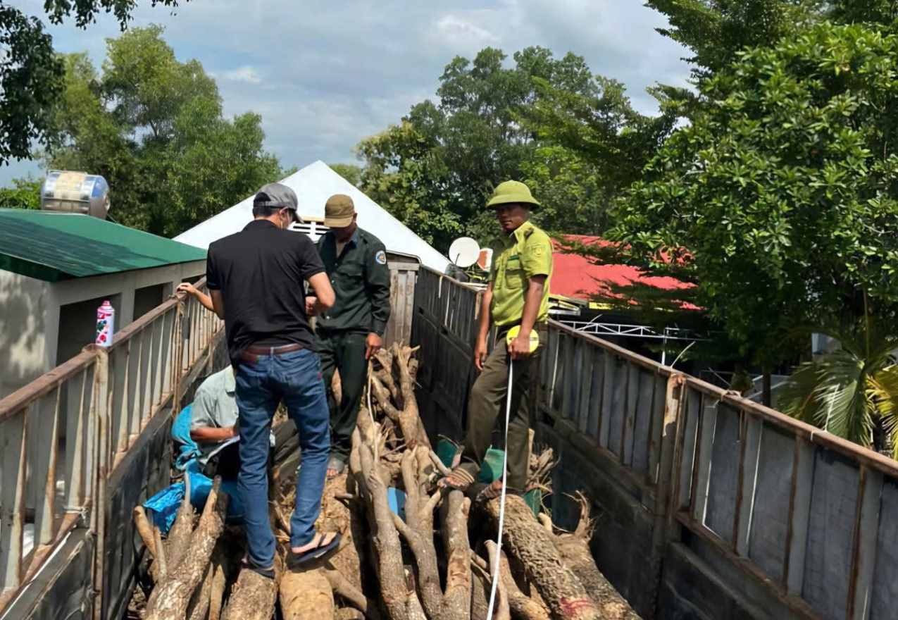 Forest rangers and authorities of Ea Sup district (Dak Lak) count timber. Photo: Long Vu