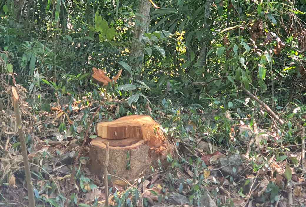 Scene of the forest tree felling in the Dak Nong border area. Photo: Bao Lam