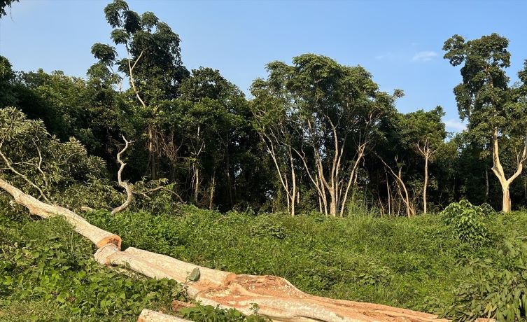 The number of forest violations and encroachments in Lam Dong has decreased. Photo: Hoai Luan