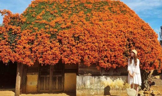 Ngôi nhà cổ tích phủ đầy hoa xác pháo nằm ở ngoại ô thành phố Bảo Lộc (Lâm Đồng), gần nhà thờ B'Đơ. Ảnh: Ngân Bùi