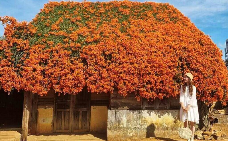 The fairy house covered with firecracker flowers is located on the outskirts of Bao Loc city (Lam Dong), near B'Do church. Photo: Ngan Bui