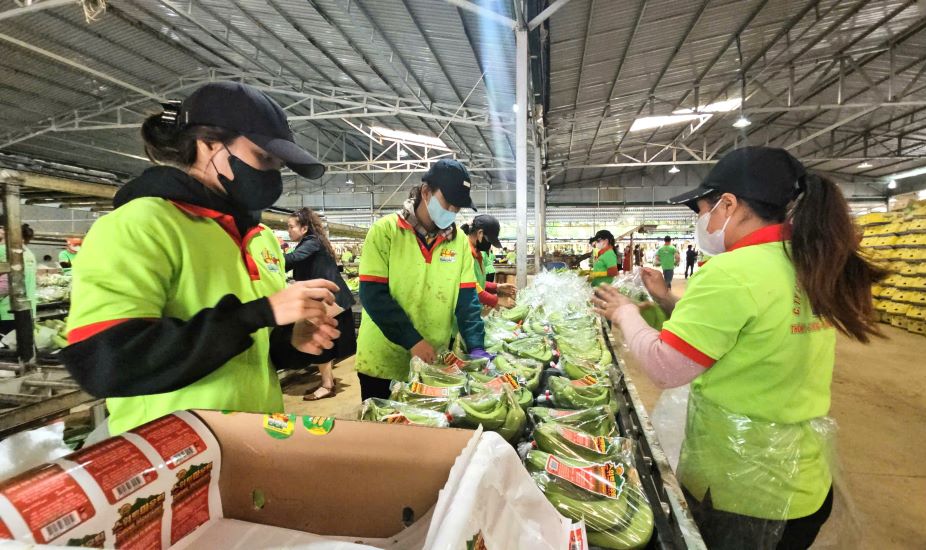 Banana products in Dak Lak are exported to many countries around the world. Photo: Thanh Quynh