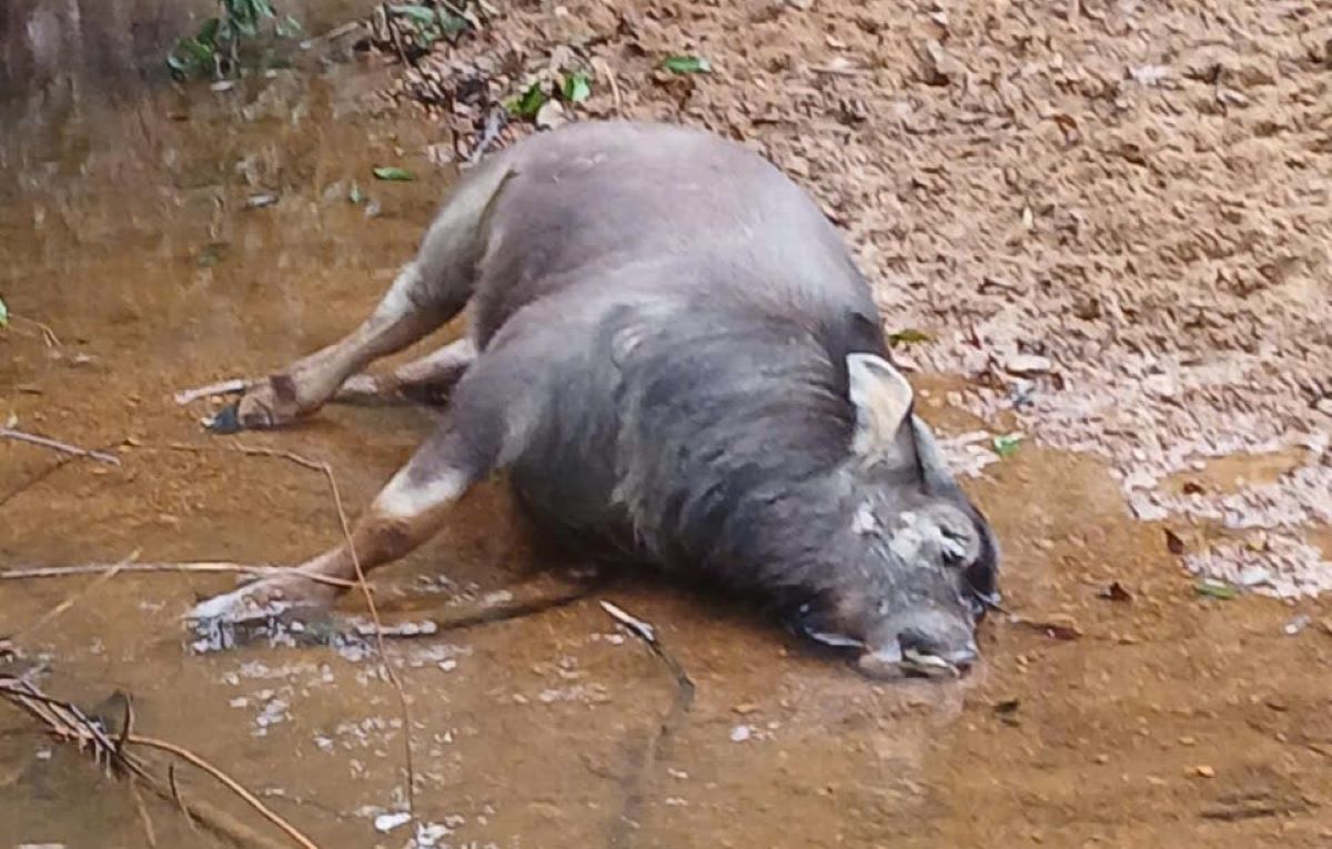 1 of 20 dead buffaloes scattered in the planted forest area. Photo: H.Nguyen