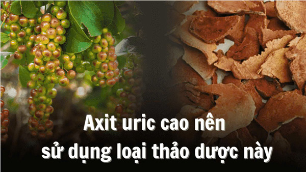 High uric acid should use this herb