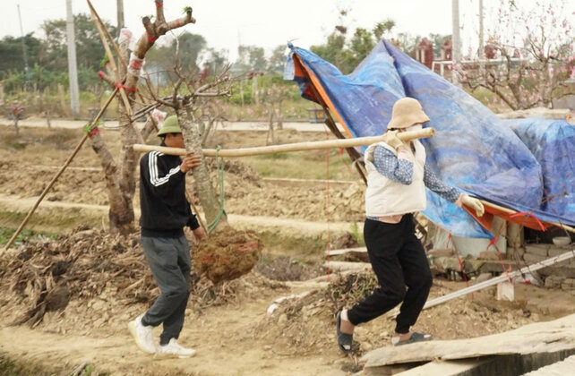 The small businesses in Hai Duong take advantage of peach and kumquat after Tet. Photo: Cong Hoa