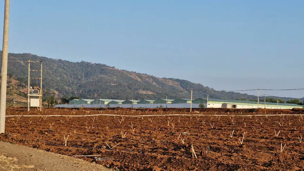 Authorities take samples in Kon Thung commune, Mang Yang district to send African swine cholera test. Photo: Thanh Tuan