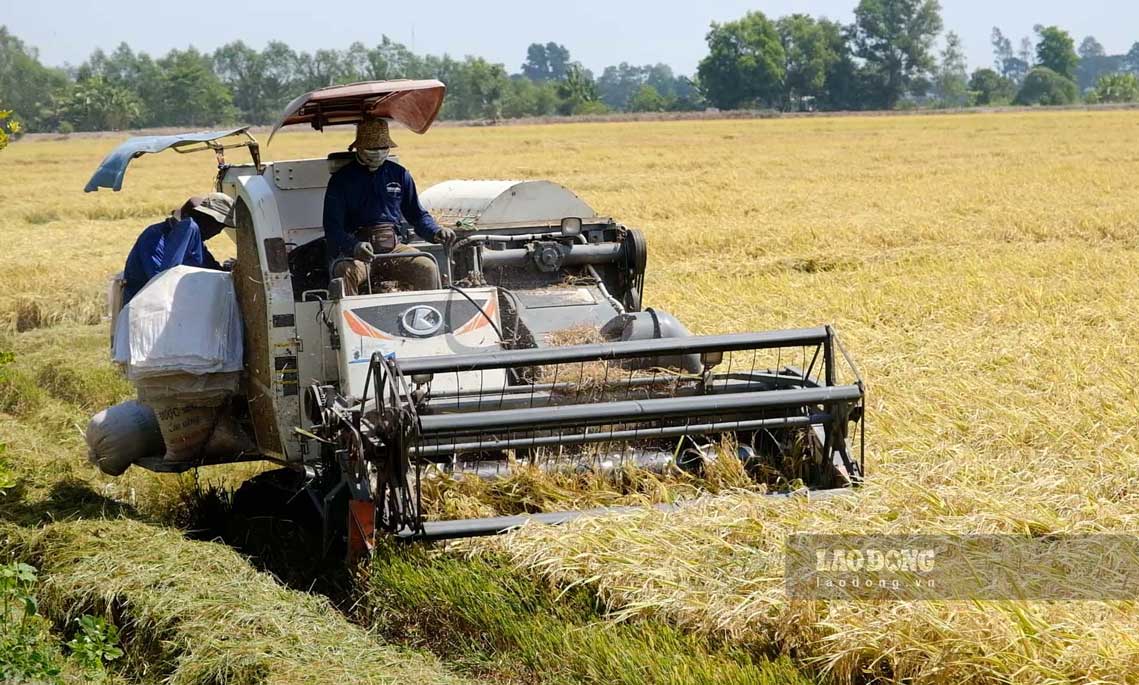 Bà con nông dân bước vào giai đoạn thu hoạch vụ lúa đông xuân 2024 - 2025. Ảnh: Mỹ Ly