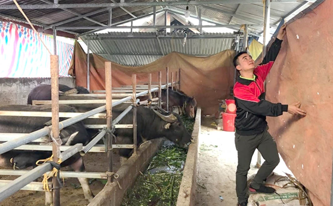 People in the upland districts of Tuyen Quang province intensify shielding barns, protecting pets before the cold. Photo: Cao Huy.