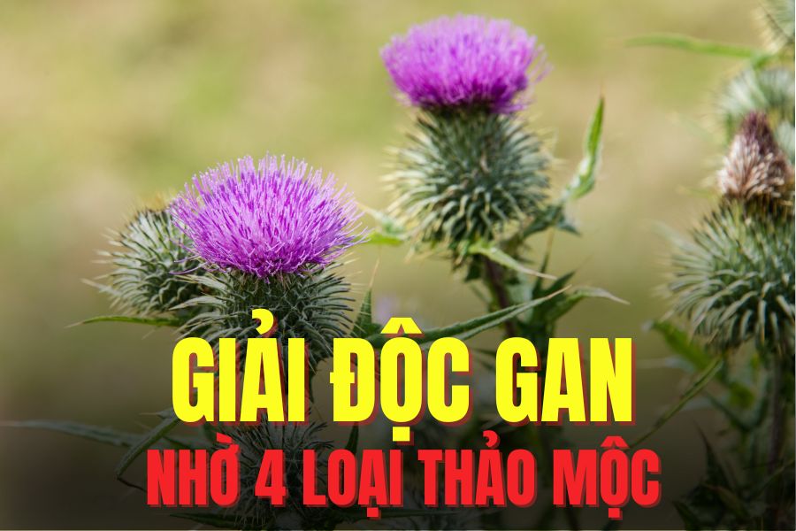 Liver detoxification quickly thanks to 4 herbs. Graphics: Tra My