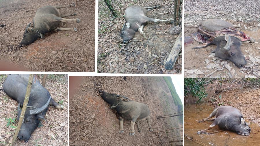 The dead buffalo was discovered in the forest area. Photo: H.nguyen