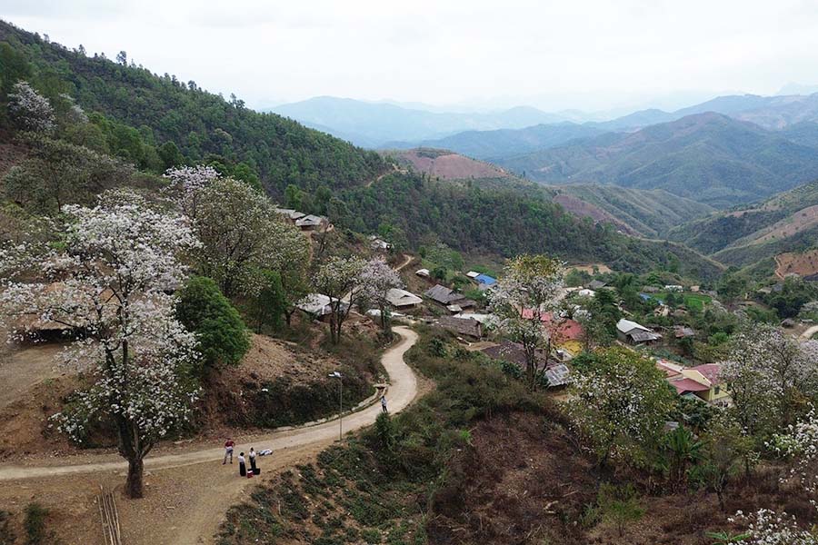 Ban Nam Cum vao mua hoa ban no. Anh: Quang Ngoc.