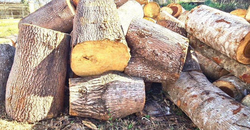 The number of timber is the exhibits in the case of hundreds of forest trees. Photo: Bao Lam