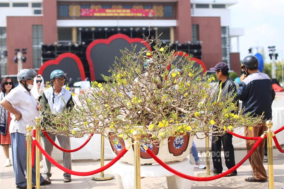 Hang tram tuyet tac mai vang khoe sac ruc ro tai Le hoi Mai vang An Nhon lan thu hai. Voi chu de “Mung Xuan An Nhon - Thinh vuong mai vang“, su kien la noi ton vinh ve dep tinh hoa cua mai vang, tro thanh diem den hap dan, thu hut dong dao nguoi dan va du khach den tham quan, chiem nguong. Anh: Phuong Thao