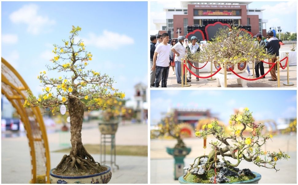 An Nhon Vang Mai festival takes place with many activities such as displaying 130 pots of apricot style with sleek, bonsai mai ... serving people, visitors to visit and enjoy. Photo: Phuong Thao