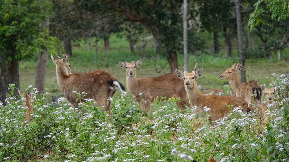 The deer and many other rare animals are living in Kon Ka Kinh National Park. Photo: Thanh Tuan