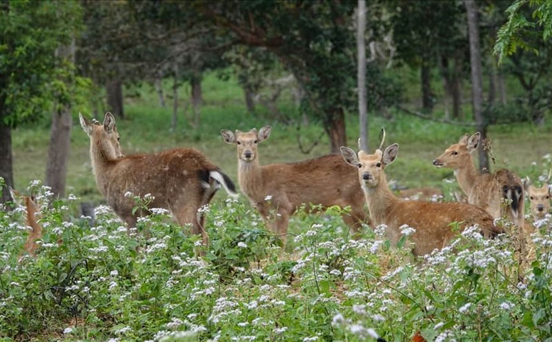 The deer and many other rare animals are living in Kon Ka Kinh National Park. Photo: Thanh Tuan