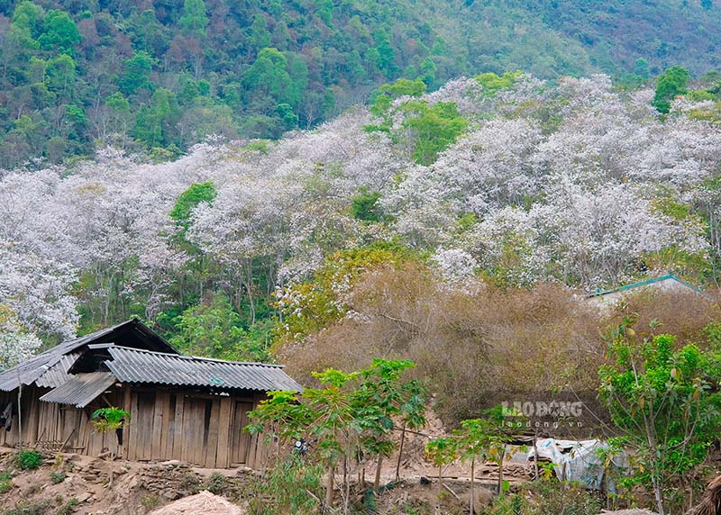 Bao quanh ban du lich cong dong Nam Cum la tren 1.200 cay hoa ban nhieu nam tuoi. 