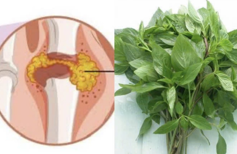 Basil can help reduce uric acid. Graphic: Huong Giang