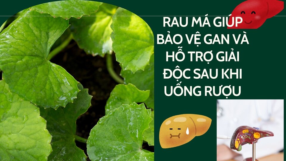 Pennywort helps protect the liver and supports detoxification after drinking alcohol