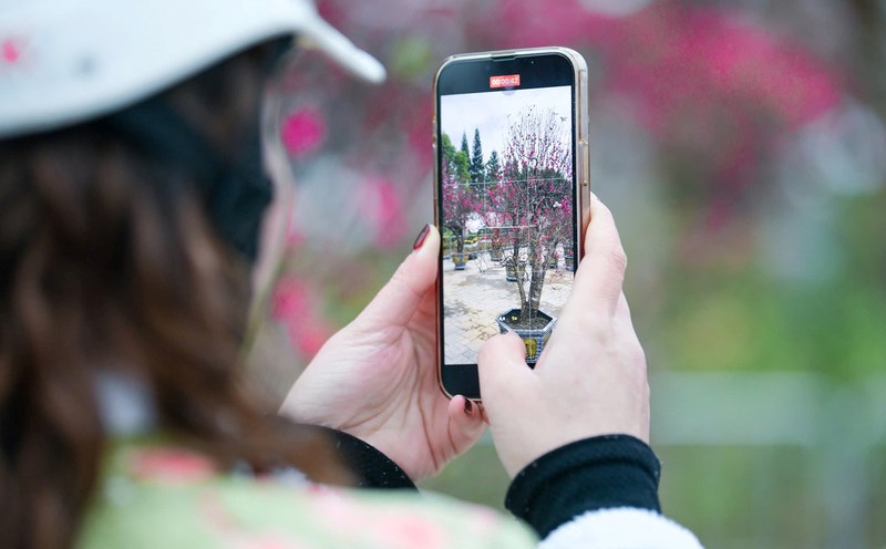 Tourists are fascinated by the beauty of peach blossoms in Lang Son. Photo: Ha Quan