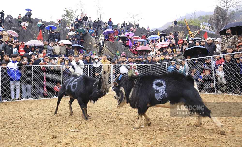 Khong giong nhu nhung mon thu dau doi khang khac, choi de it mang tinh “bao luc” va dem lai cho nguoi xem nhung tieng cuoi sang khoai. 