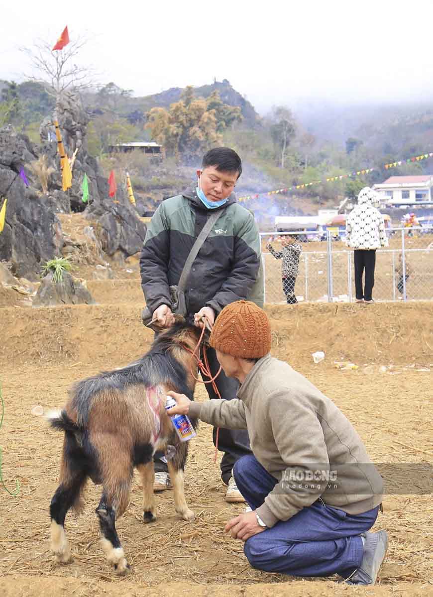 De co cac “dau si” de san sang tham gia tranh tai, cac chu de se phai cham soc va huan luyen theo mot che do dac biet. Qua trinh huan luyen co the keo dai hang nam.