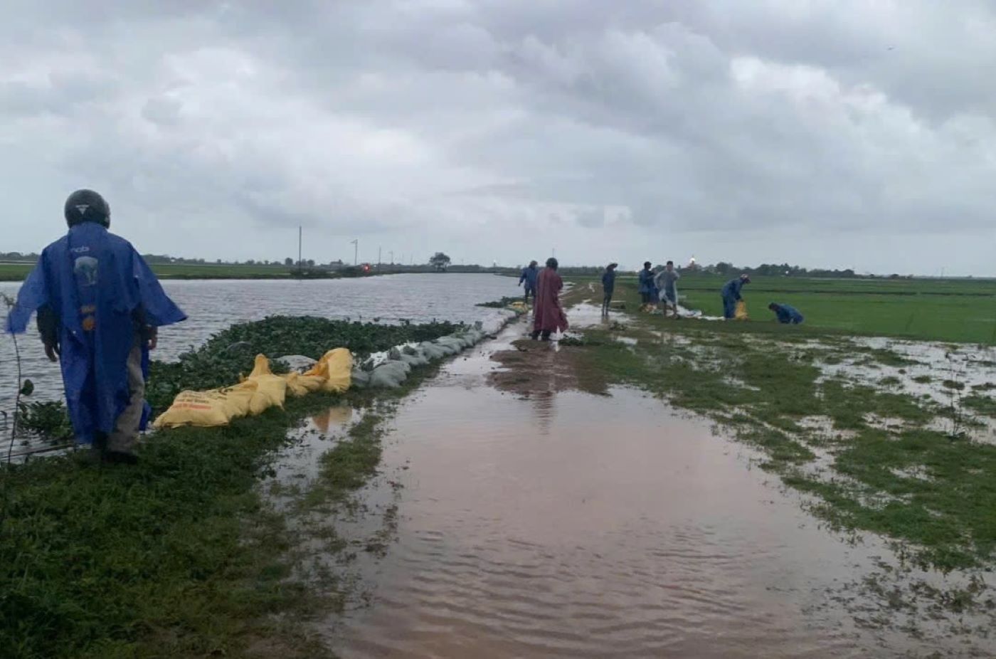 People went to the field to build dikes to save young rice flooded due to rain. Photo: H.nguyen