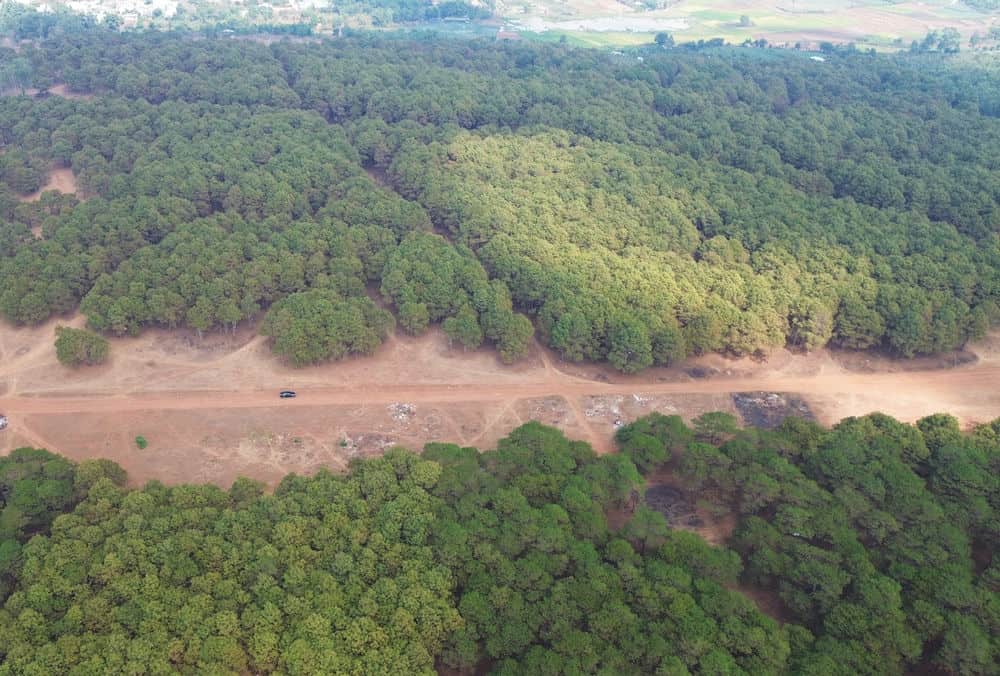 IAR DIR pine forest in Ia Grai district borders with Pleiku city, Gia Lai province. Photo: Thanh Tuan
