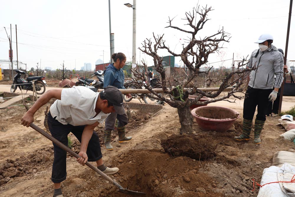 Hanoi garden house hurriedly "revived" to wait for the new New Year