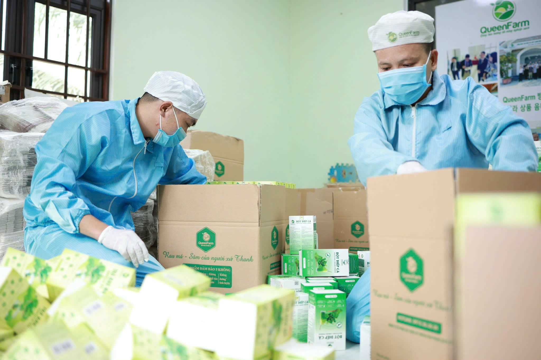 Thanh Hoa farmers transform the model of growing high -yielding pennywort for export. Photo: Hai Nguyen