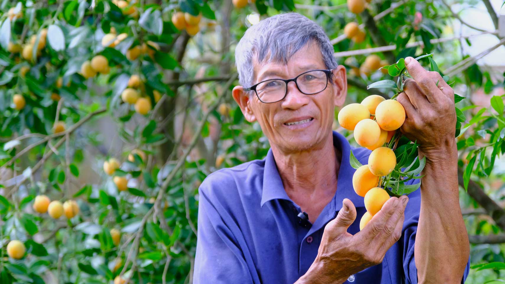 Western sweet tea bars are bid, farmers have bumper.