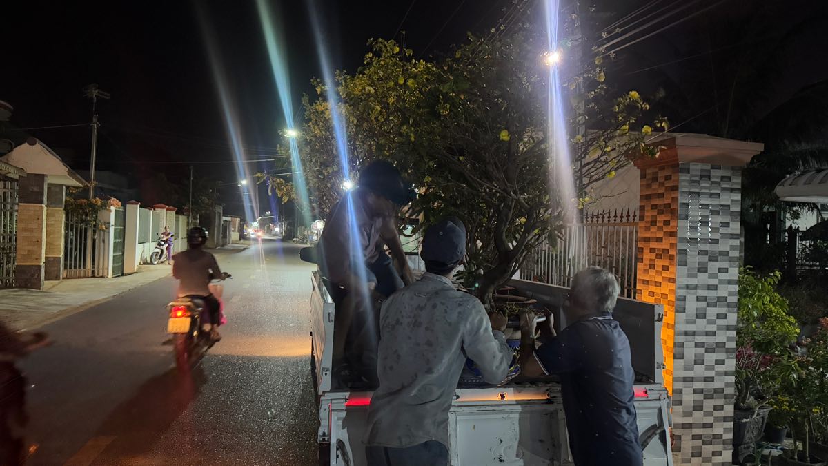 Mai Tet duoc di gom de dua ve vuon cham. Anh: Duy Tuan 