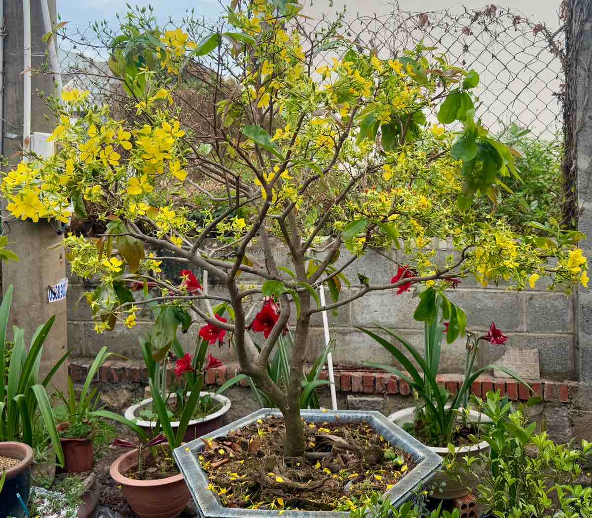 Cay mai sau Tet can duoc cham soc. Anh: Duy Tuan 