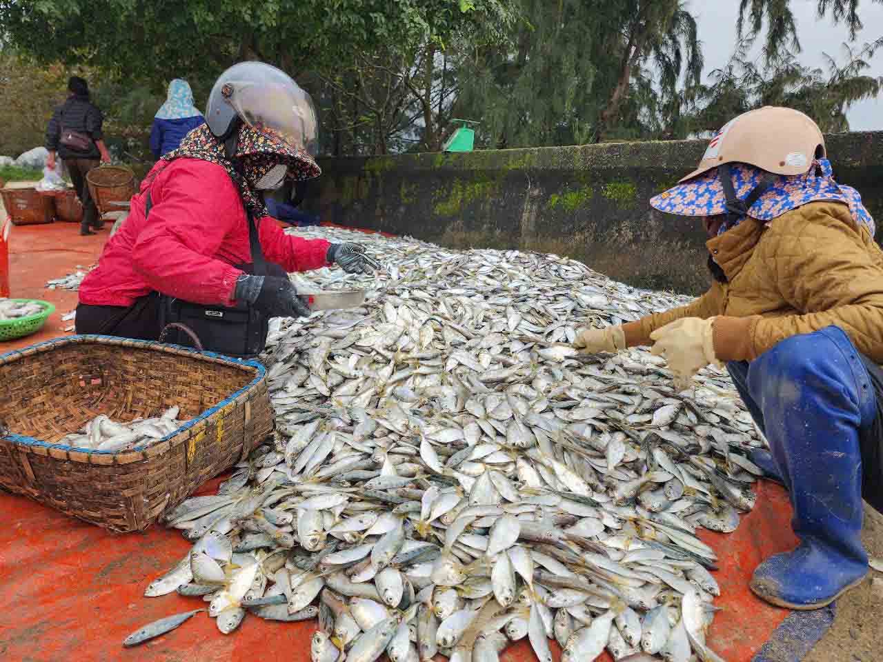 Trung dam ca, khong nhung ngu dan ma tieu thuong cung rat vui vi mua duoc nhieu hang. Anh: Tran Tuan.