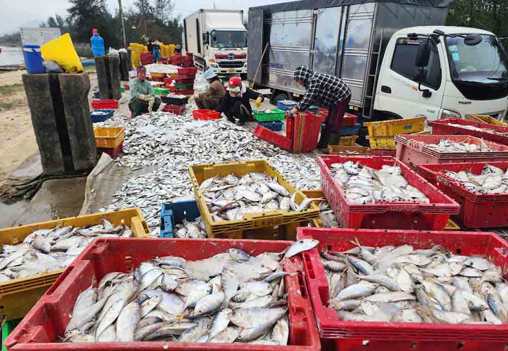 Los pequeños comerciantes compran pescadores de pescadores que acaban de ganar, se reunieron en grandes cantidades para subir al automovil congelado para consumir. Foto: Tran Tuan.