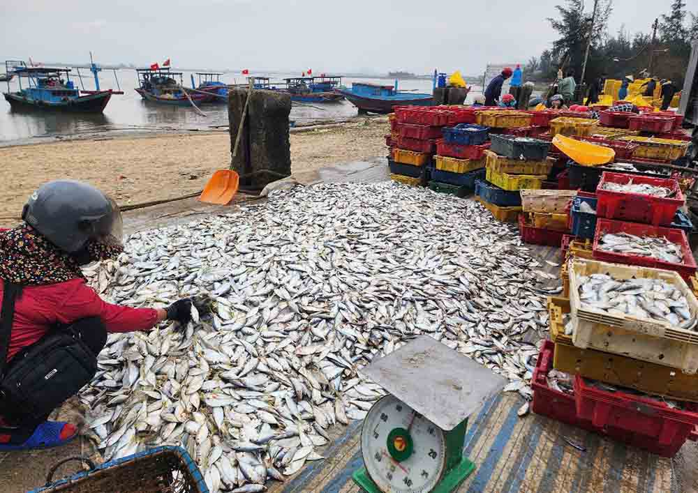 Nhieu tau ca cap ben ban so luong ca lon cho tieu thuong ngay tren bo. Anh: Tran Tuan.