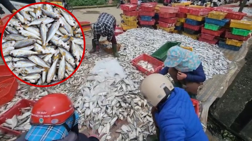 Ha Tinh fishermen caught a lot of sea fish. Photo: Tran Tuan.