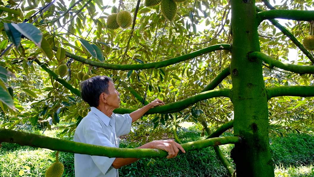 Thi truong nong san len xuong bat thuong.