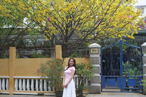 Da Nang Golden Apricot "causa fiebre" despues de Tet. Foto: Thanh Huyen